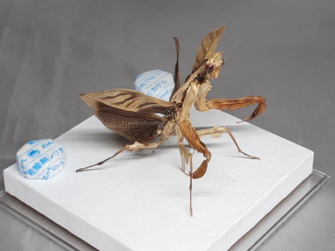 マオウカレハカマキリ雌　立体標本　魔王枯葉　ラスト１
