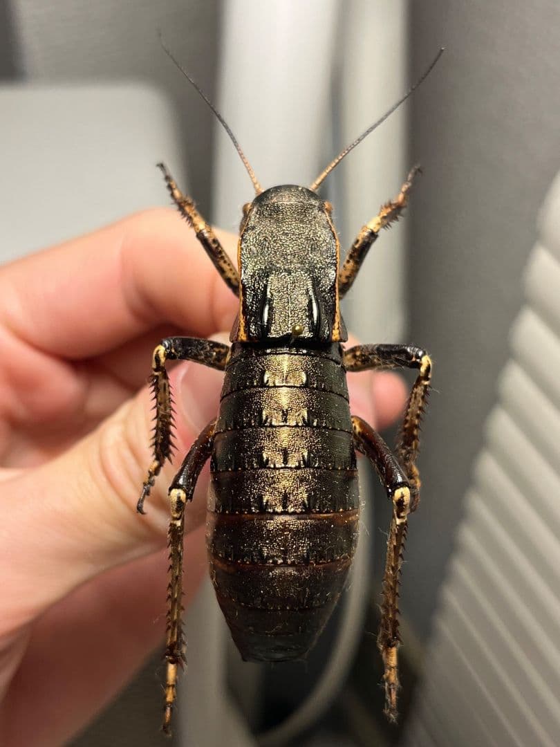 【58mm♂】ヨロイコロギス Bradyporus 標本 リオック