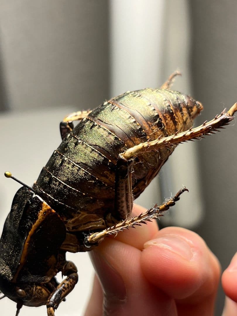 【58mm♂】ヨロイコロギス Bradyporus 標本 リオック