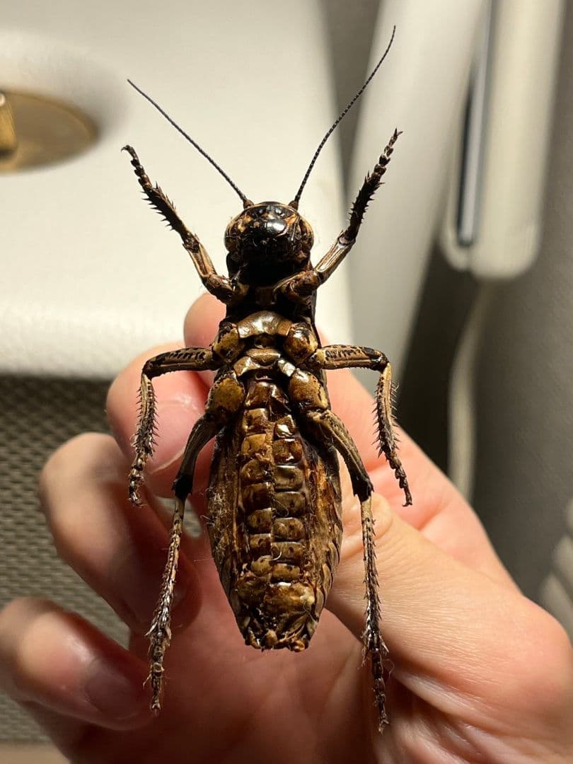 【58mm♂】ヨロイコロギス Bradyporus 標本 リオック