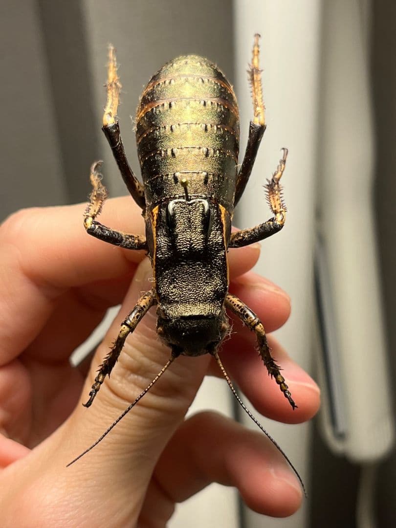 【58mm♂】ヨロイコロギス Bradyporus 標本 リオック