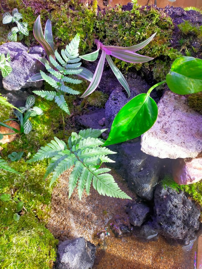 苔テラリウムケージ 水場と陸地のあるカエル・イモリ向けレイアウト（45cm水槽）