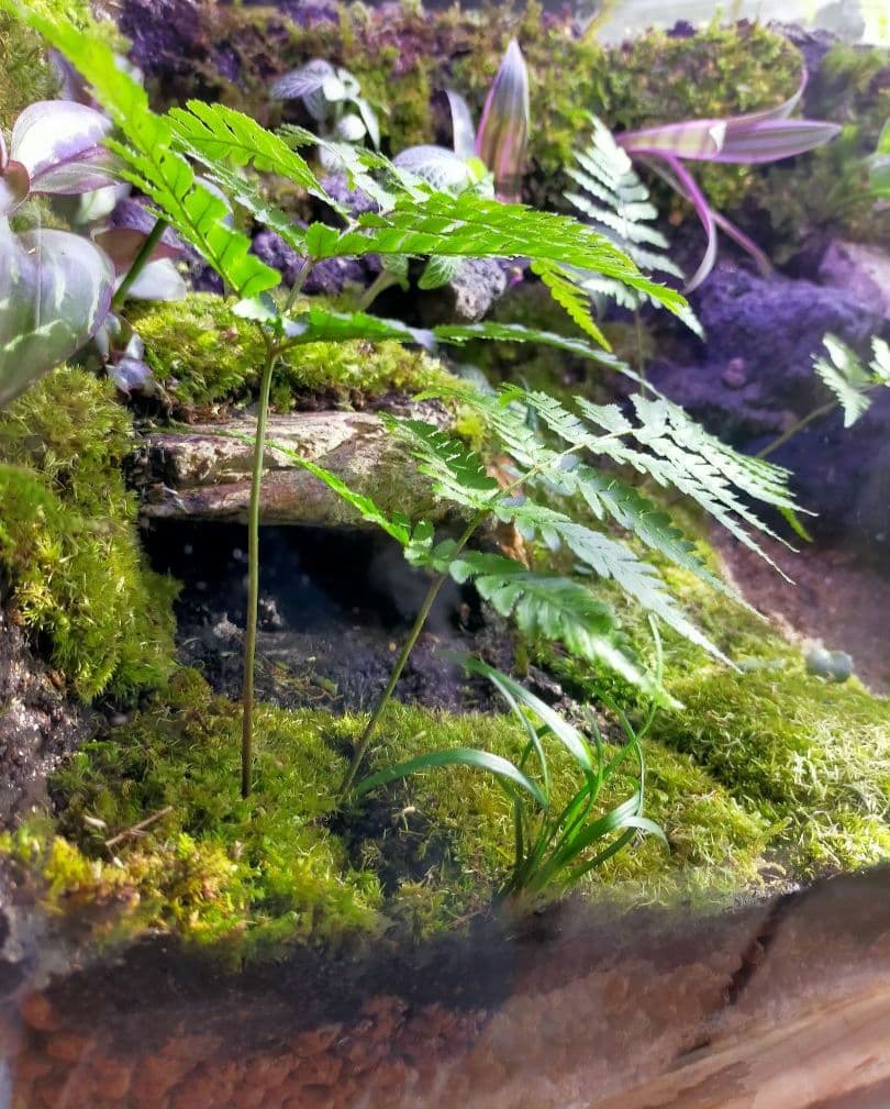 苔テラリウムケージ 水場と陸地のあるカエル・イモリ向けレイアウト（45cm水槽）