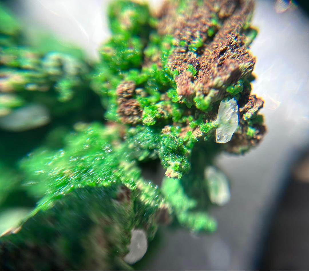 Conichalcite コニカルコ石 鉱物標本