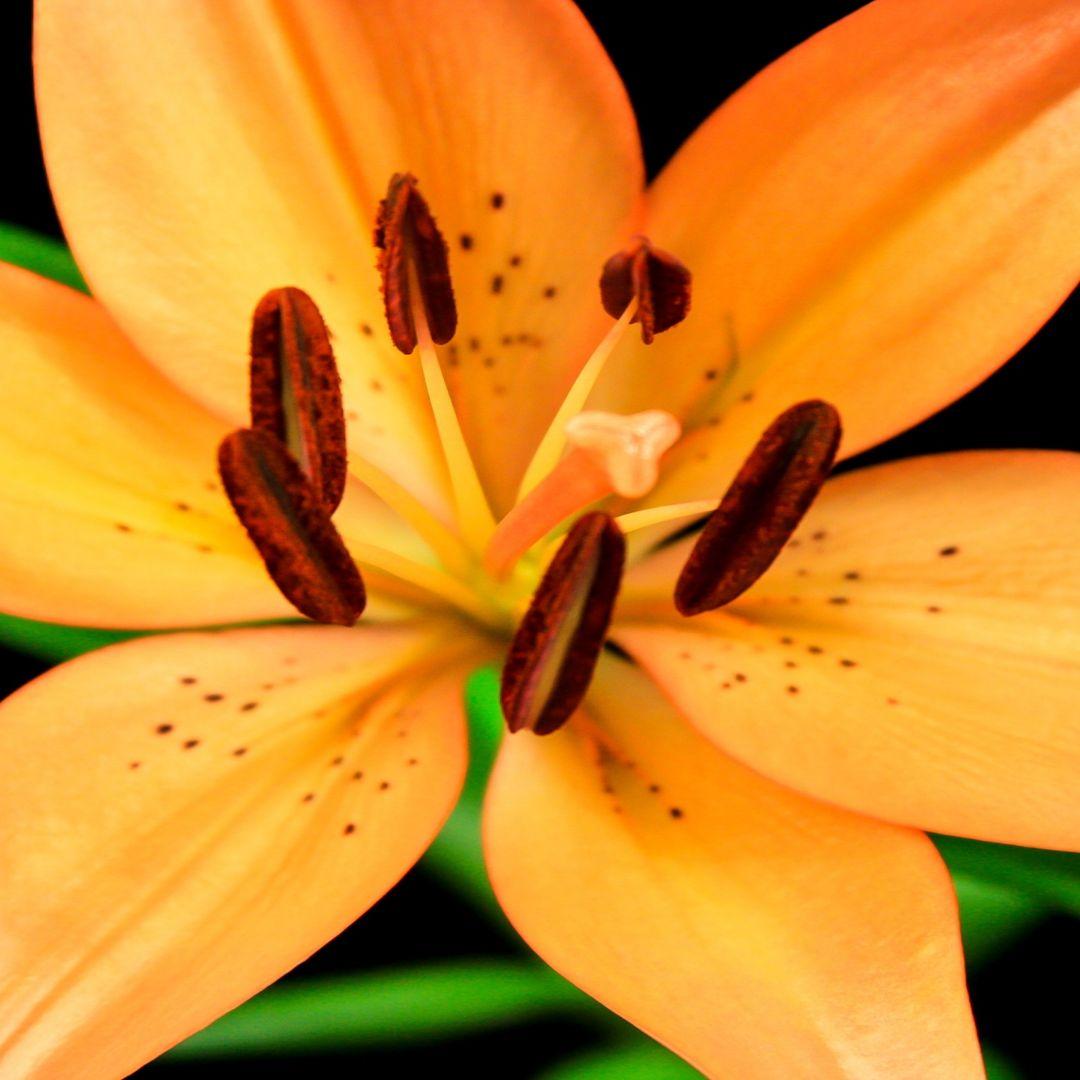 工房さん専用 メール便発送品