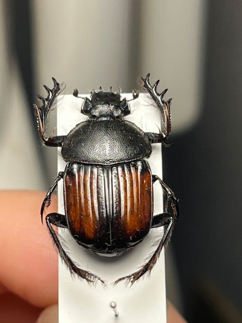 【21mm】ベニモンタマオシコガネ フンコロガシ糞虫とんでもない甲虫