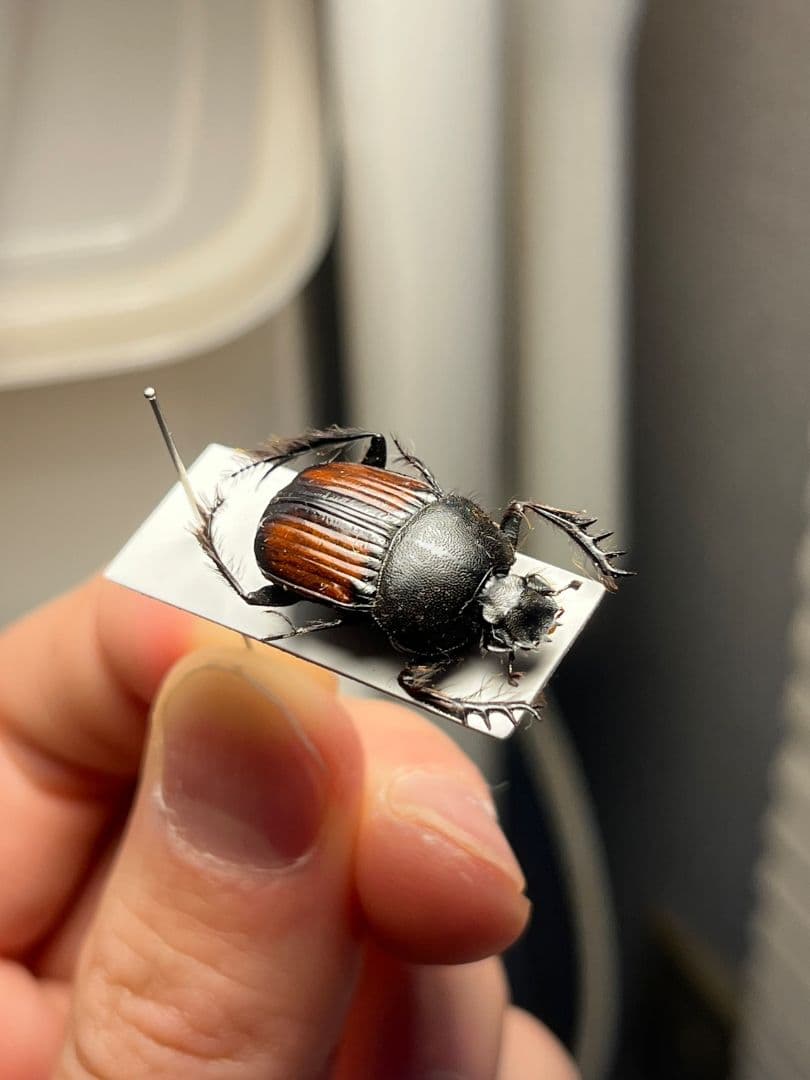 【21mm】ベニモンタマオシコガネ フンコロガシ糞虫とんでもない甲虫