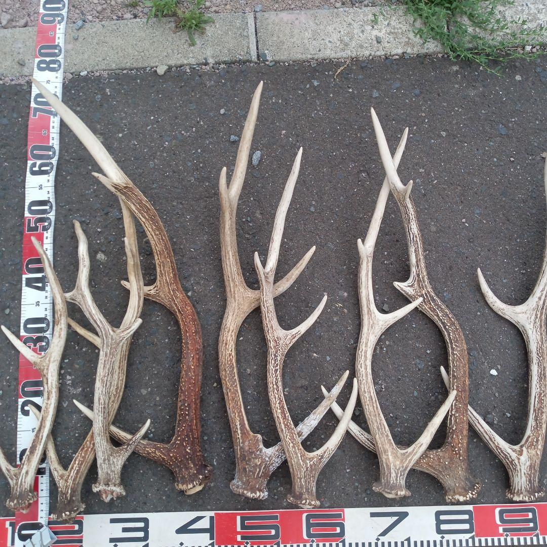 p*0様 天然蝦夷鹿の角 　犬のおもちゃ 工芸品などに　８番