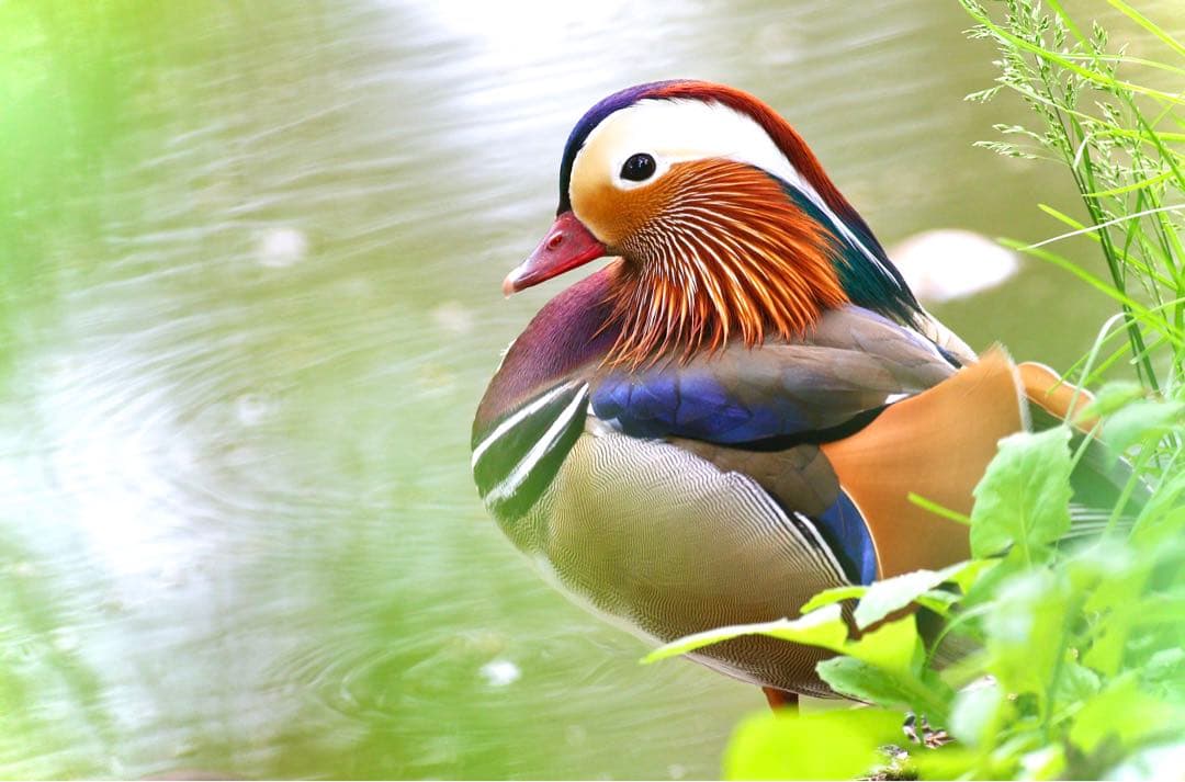 美品！Canon EF600mm F4 L USM