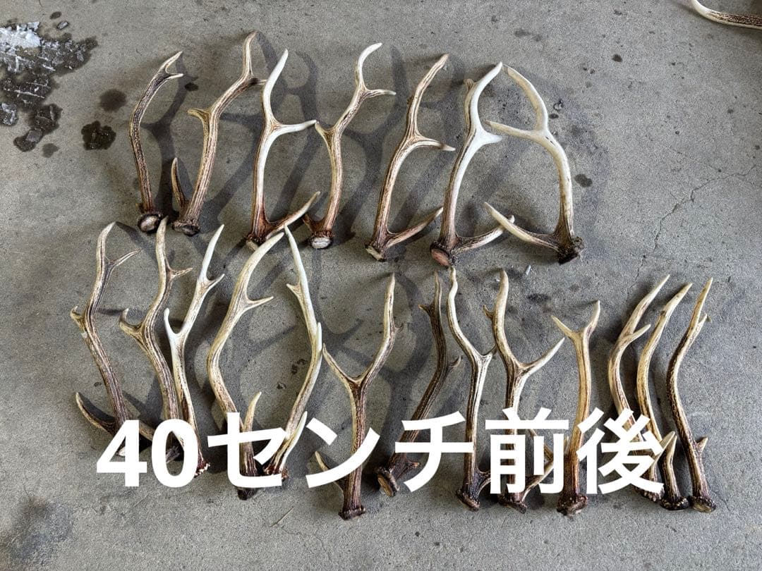 有害駆除対象鳥獣　エゾ鹿の角 複数セット