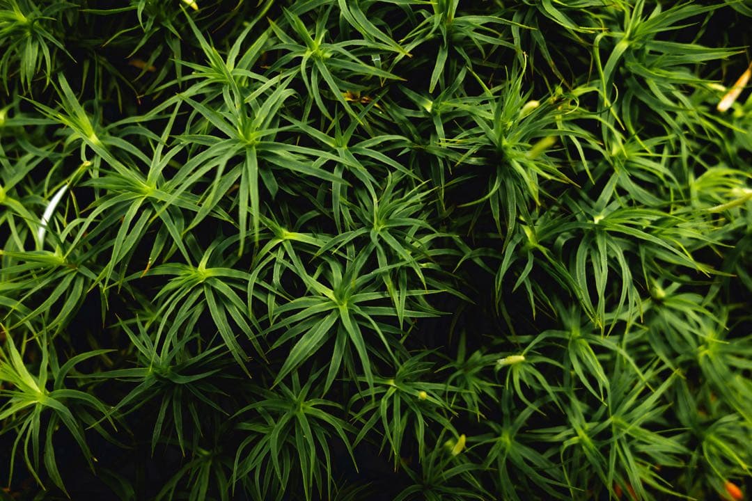 SONY RX100 初代　早い者勝ちの期間限定値下げ中