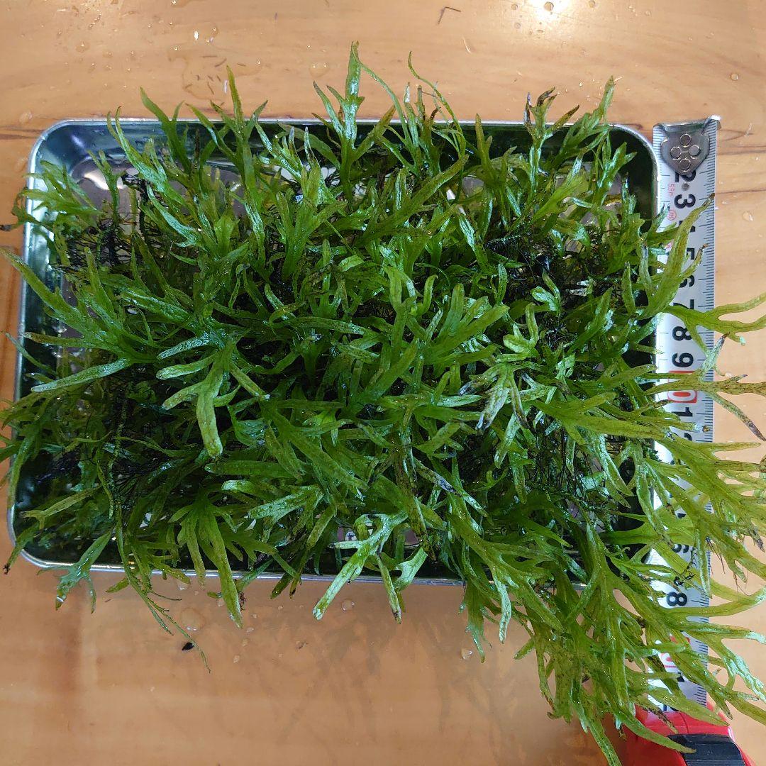 【希少】ミクロソリウム バリスモール十字 特大マザー株です。