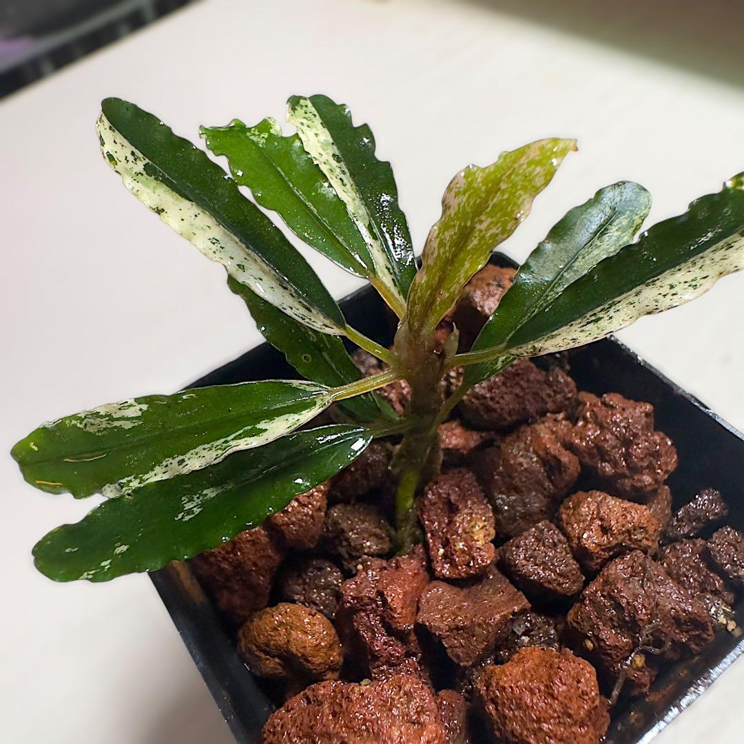 p*y様 ブセファランドラ 斑入り株 Bucephalandra Variega