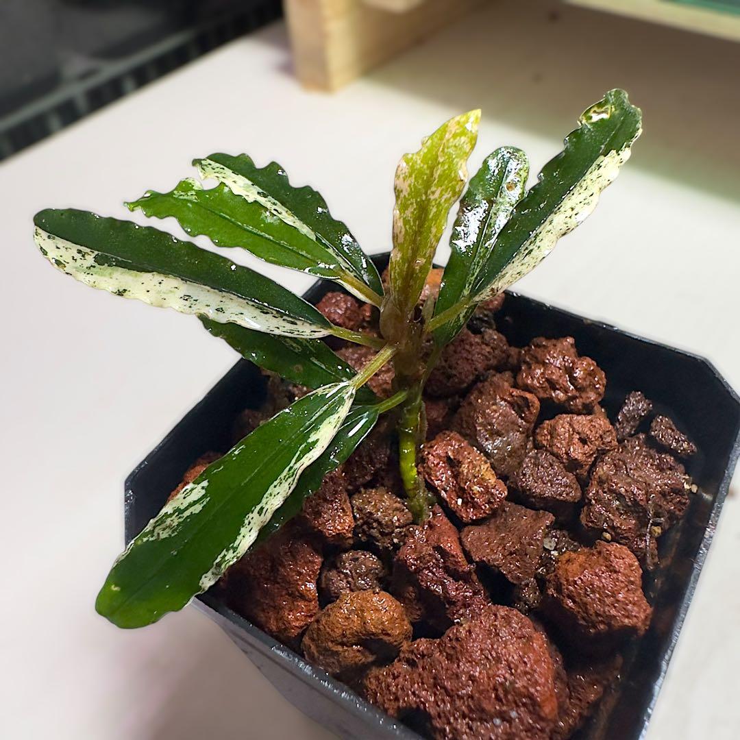 p*y様 ブセファランドラ 斑入り株 Bucephalandra Variega