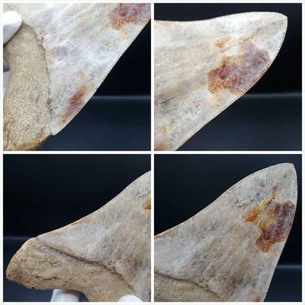 極上 メガロドン 歯 化石 本物 インドネシア 137.08mm mg11