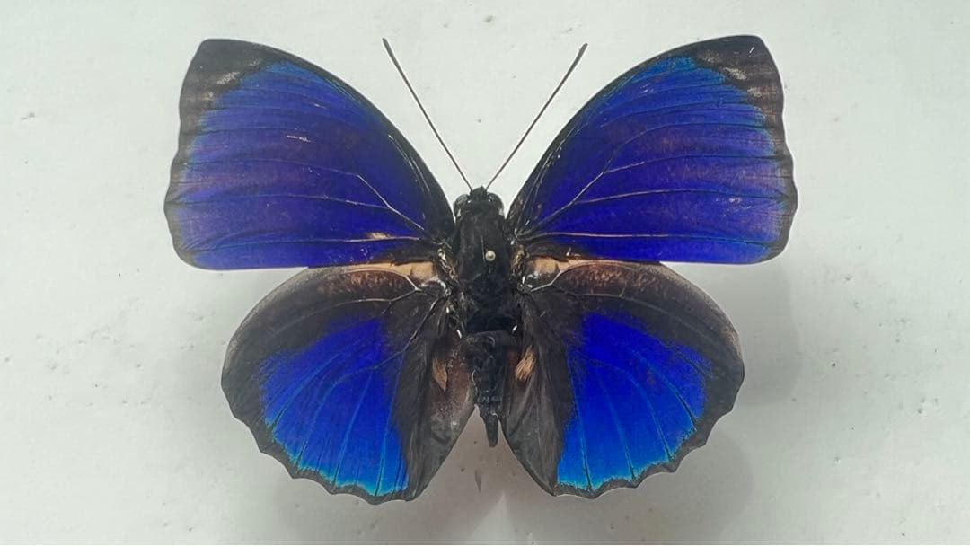 エクセルシオール　パラドクサ！標本！