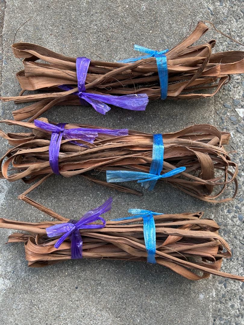 山葡萄蔓　宮城県2025年