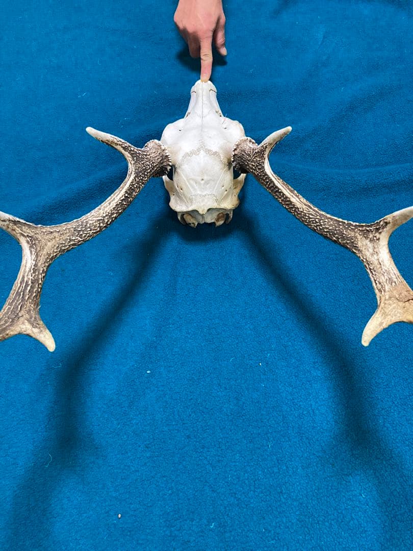 南信州産　ニホンジカ頭骨➕角セット