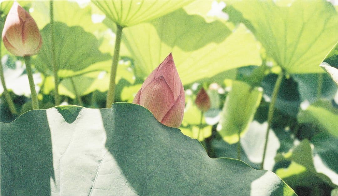 CONTAX Tix コンパクトAPSフィルムカメラ