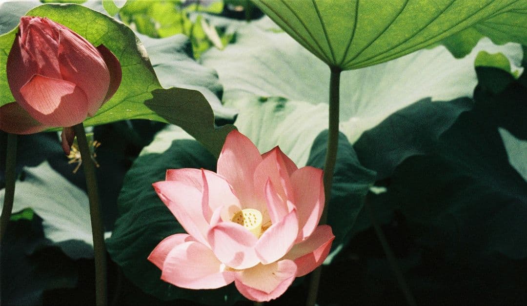 CONTAX Tix コンパクトAPSフィルムカメラ