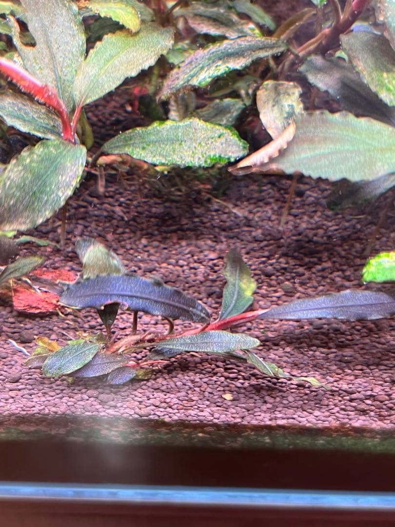 ブセファランドラspゴーストカリマンタン 4株