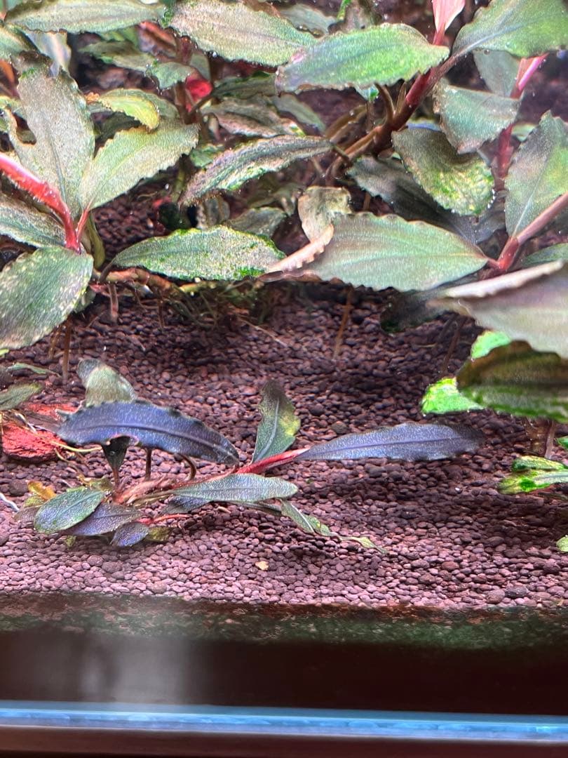 ブセファランドラspゴーストカリマンタン 4株