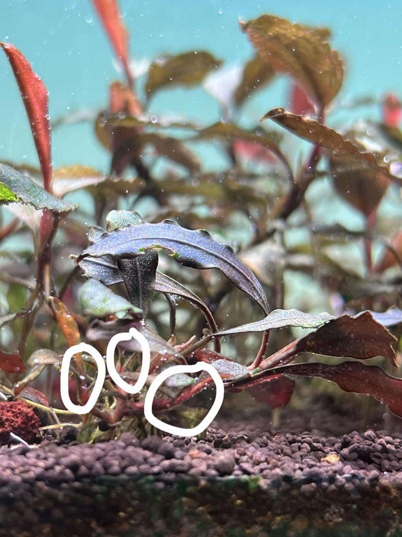 ブセファランドラspゴーストカリマンタン 4株