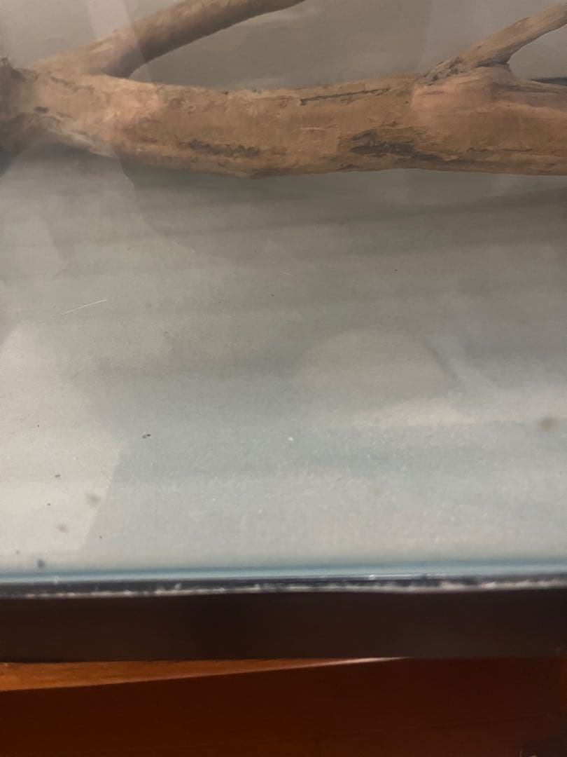 引き取り限定 クリスタルガラス水槽 900×450×450 mm