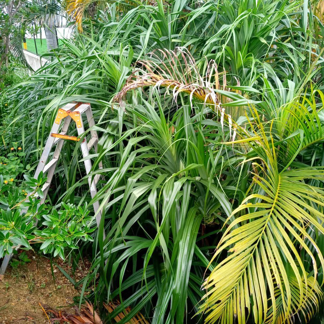 ハワイ産沖縄育ちのラウハラ\"特選限定生葉”