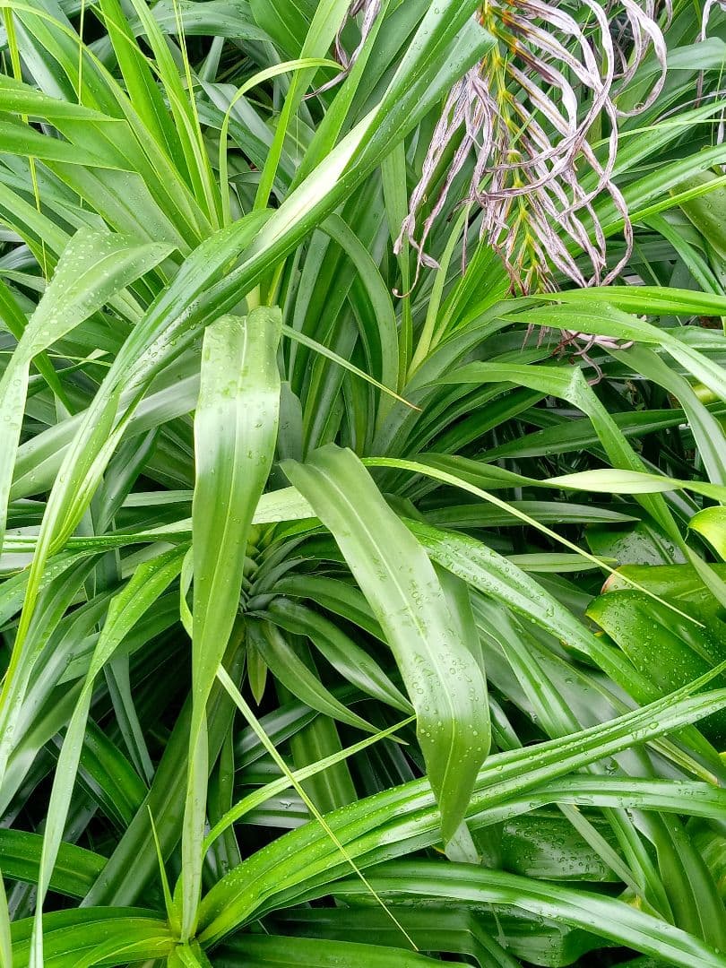 ハワイ産沖縄育ちのラウハラ\"特選限定生葉”