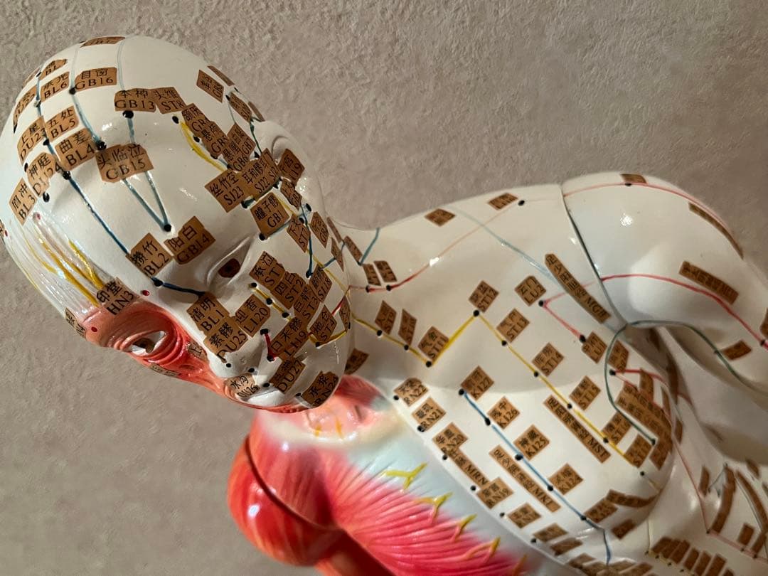 鍼灸・整体　経穴人形　中国製