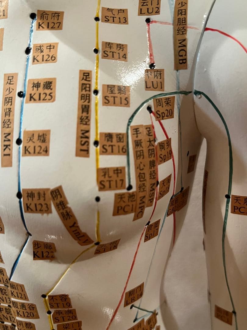 鍼灸・整体　経穴人形　中国製