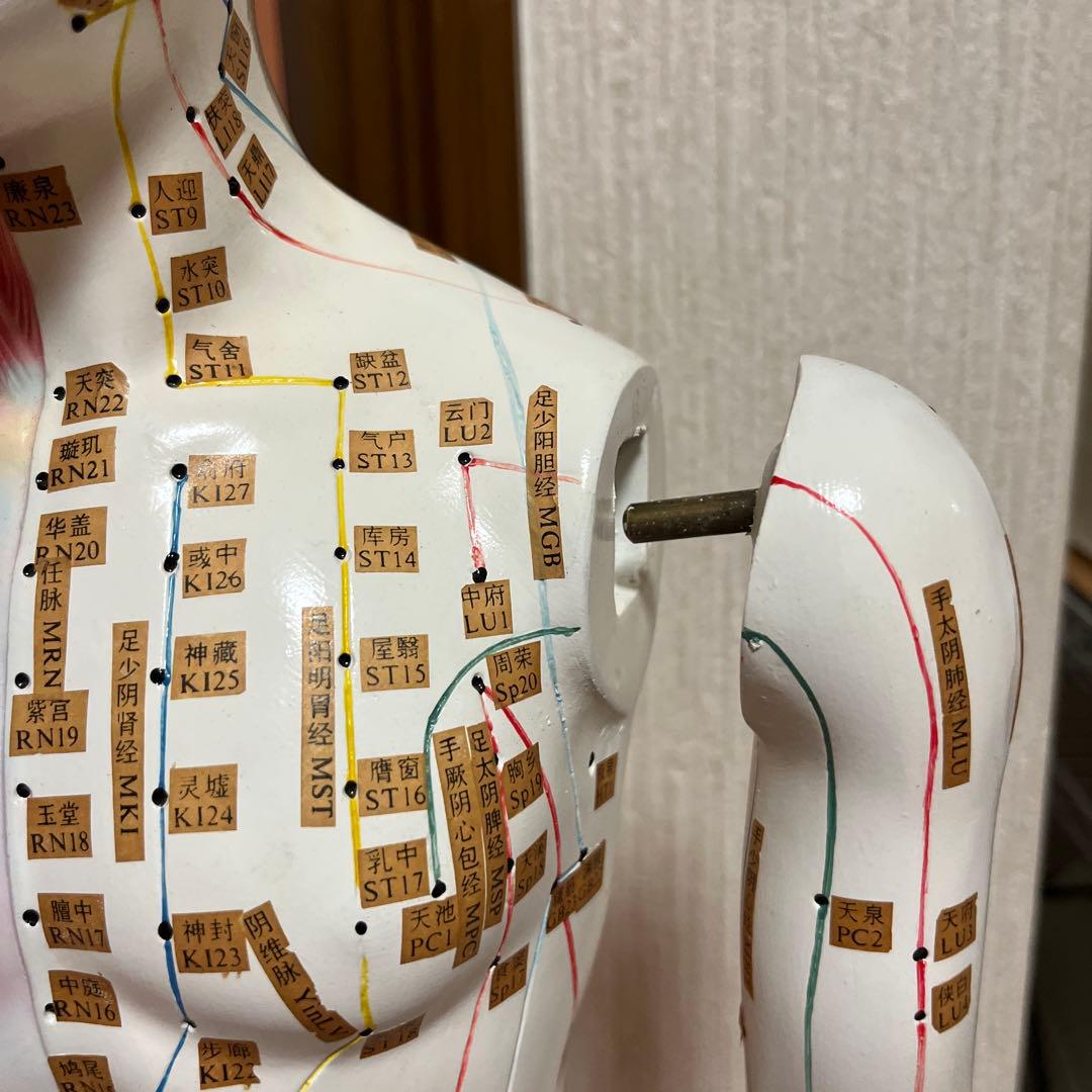 鍼灸・整体　経穴人形　中国製