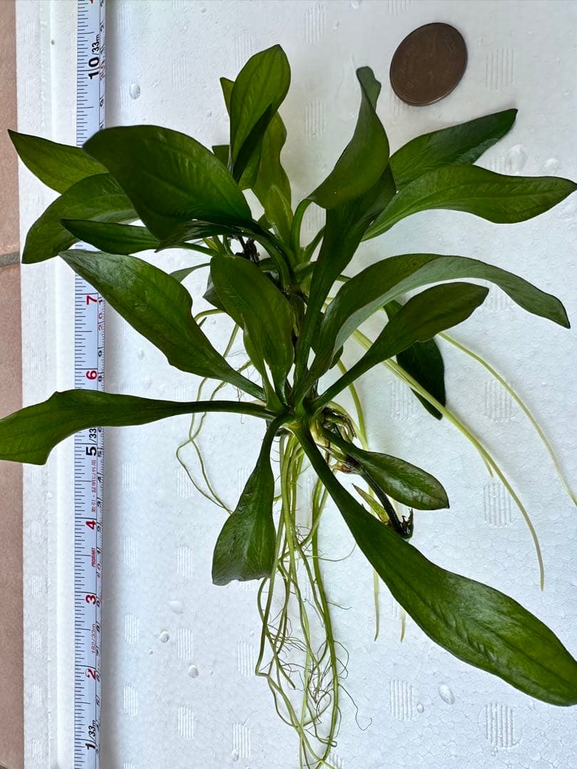 水草　エキノドルス・サターン　エキノドルス sp サターン　30cm弱