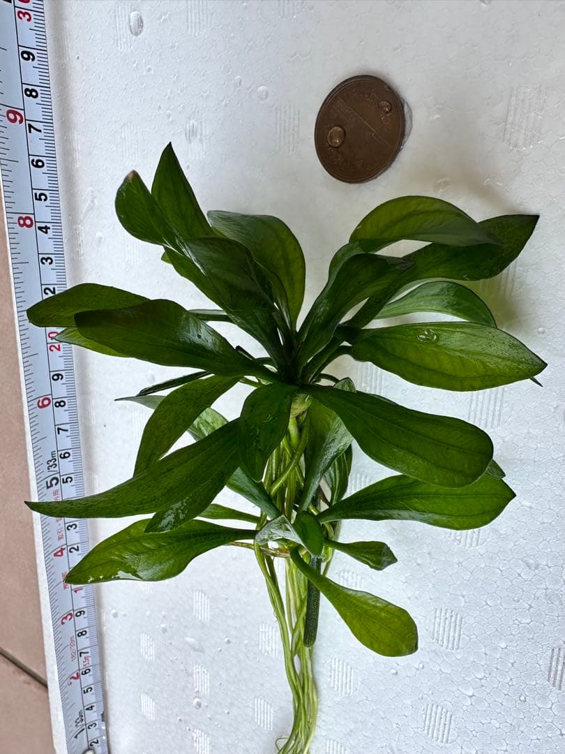 水草　エキノドルス・サターン　エキノドルス sp サターン　30cm弱