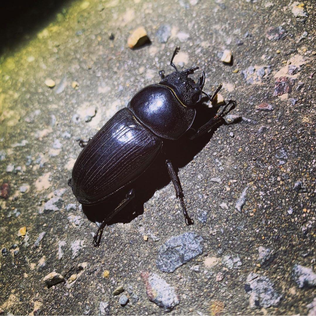 値下げ　今峰製HIDライト 7インチ6000Kクワガタ採集中型ライト実測87W