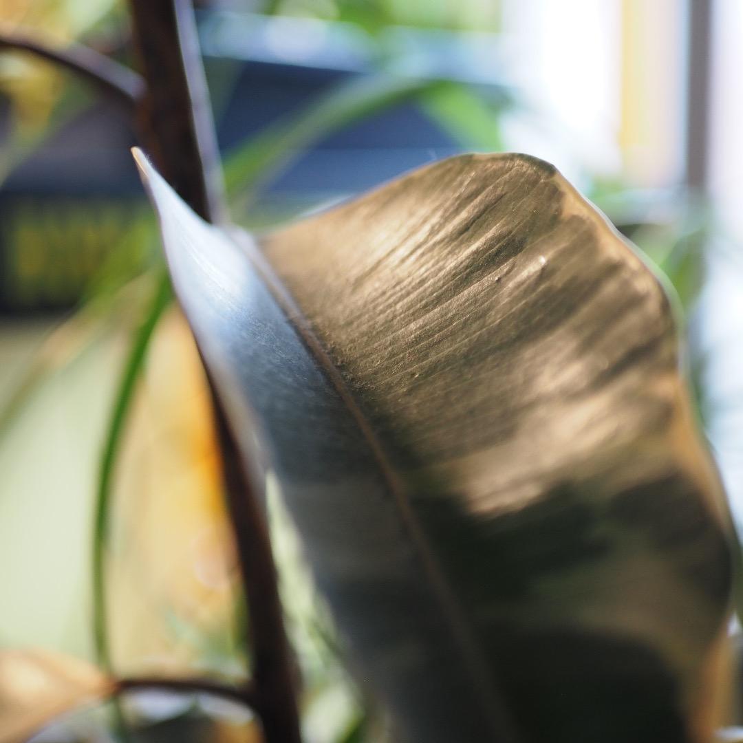 訳ありLUMIX G 25mm / F1.7 ASPH. H-H025シルバー