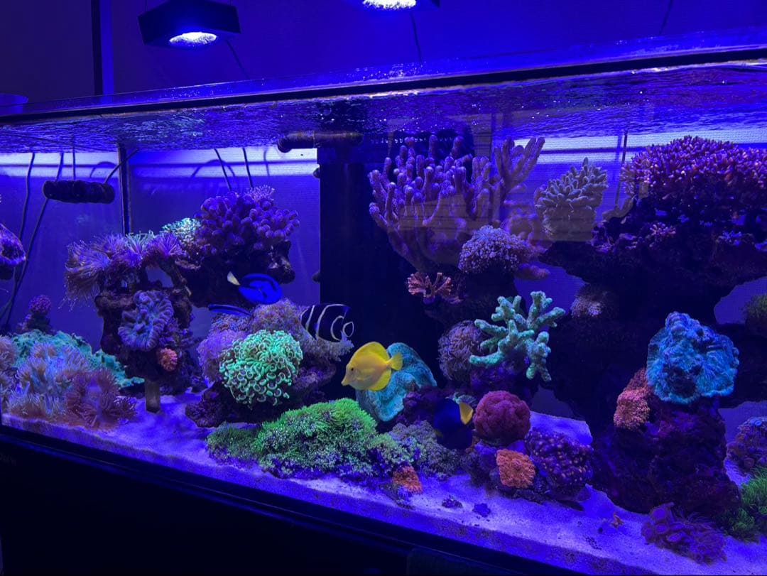 水槽 Red Sea REEFER 350