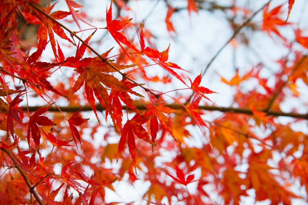 Canon EOS 60D ボディ　一眼レフ　12/27まで