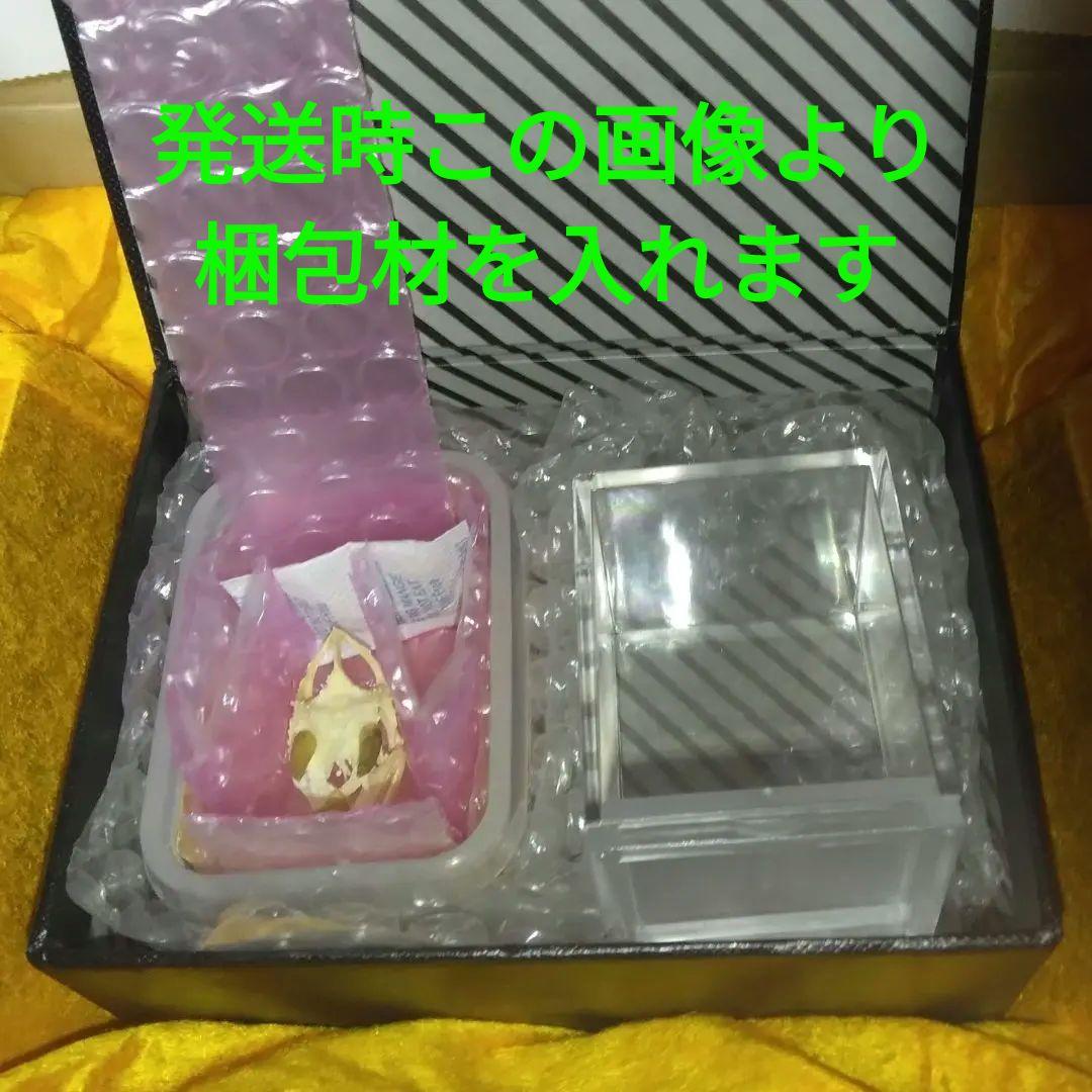 ✔ジャクソン カメレオン 幼体 骨格標本 頭蓋骨 頭骨 標本 インテリア