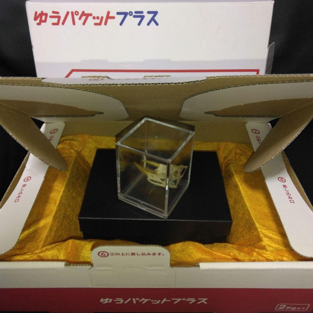 ✔ジャクソン カメレオン 幼体 骨格標本 頭蓋骨 頭骨 標本 インテリア