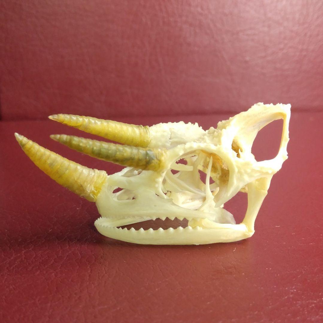 ✔ジャクソン カメレオン 幼体 骨格標本 頭蓋骨 頭骨 標本 インテリア