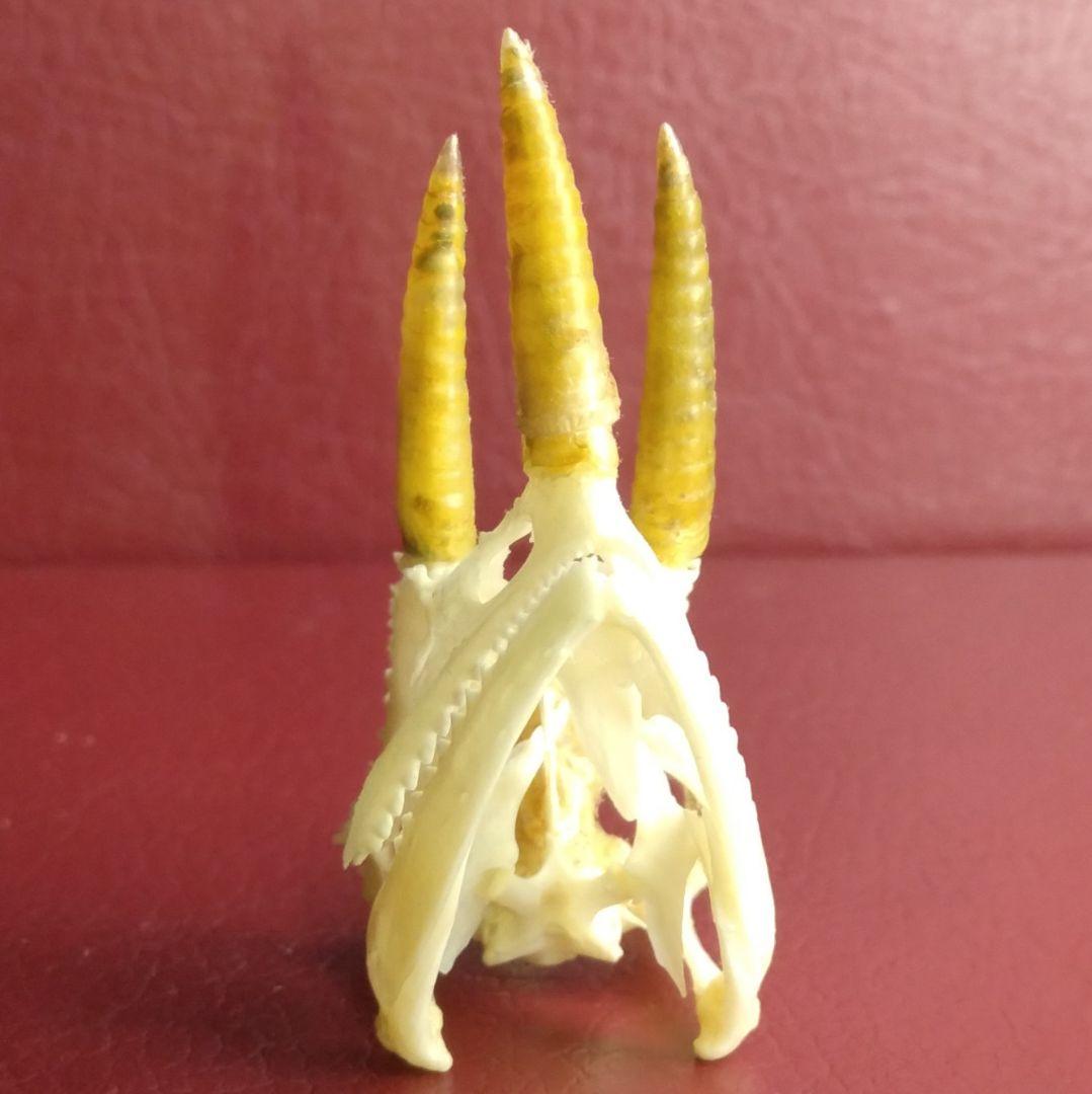 ✔ジャクソン カメレオン 幼体 骨格標本 頭蓋骨 頭骨 標本 インテリア