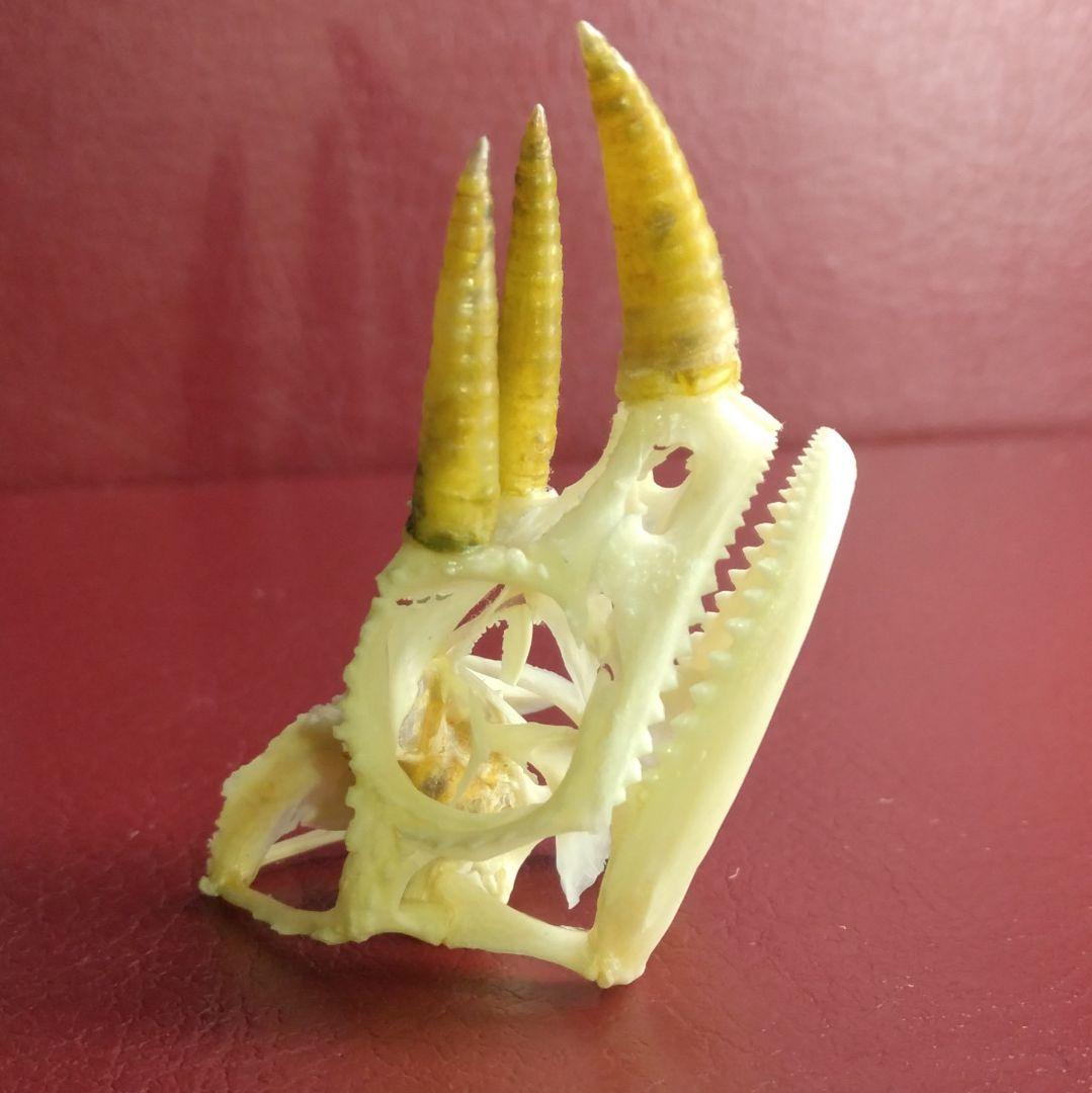 ✔ジャクソン カメレオン 幼体 骨格標本 頭蓋骨 頭骨 標本 インテリア