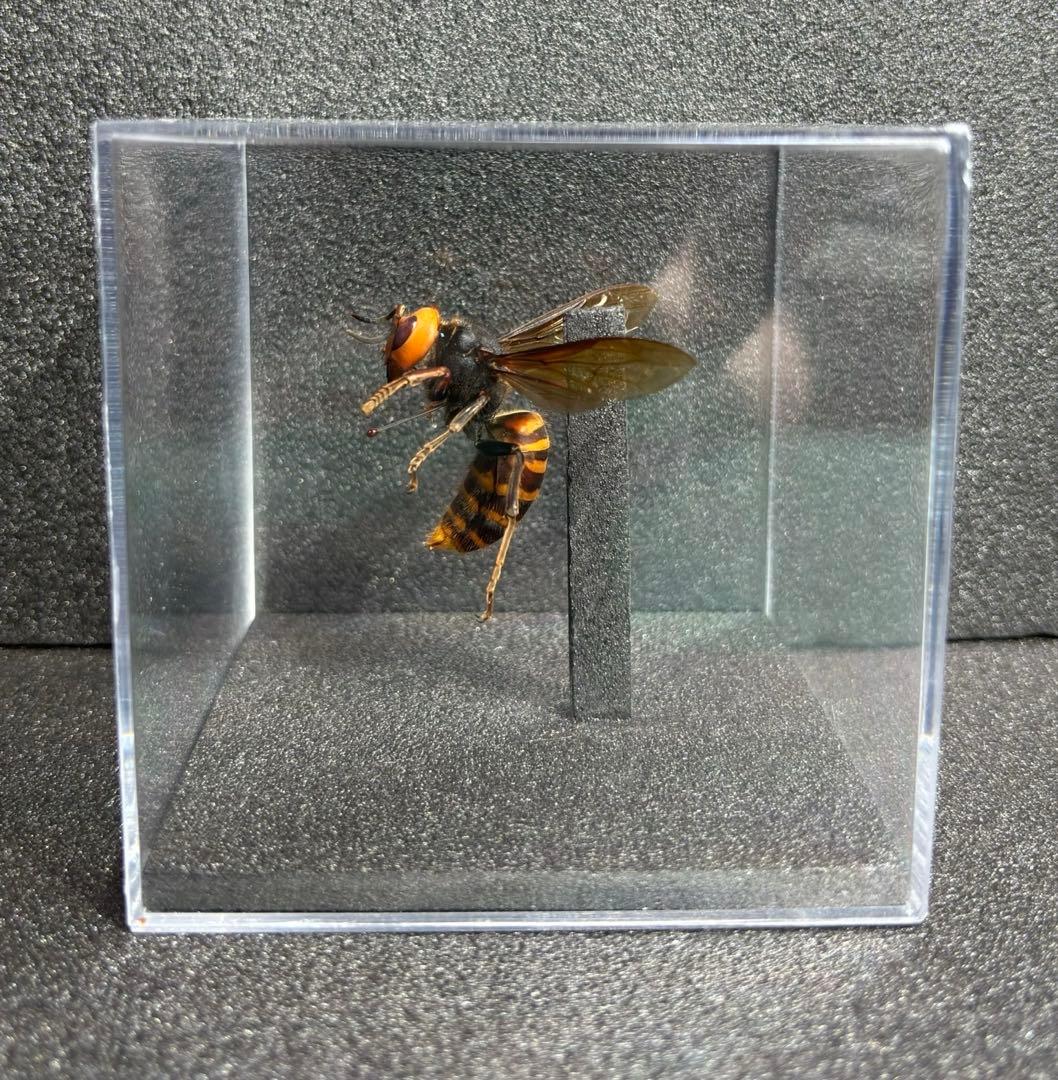 オオスズメバチ　女王蜂　立体標本 4.6cm超　特大サイズ