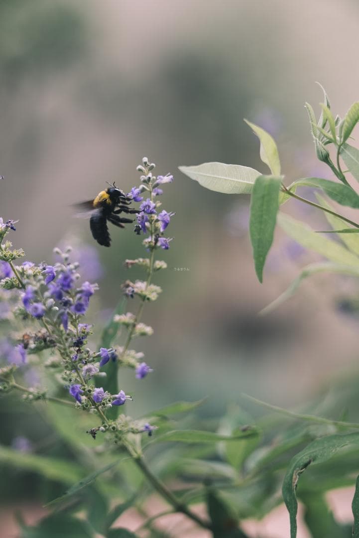 classik様　Leica Elmarit 90mm F2.8オールドレンズ