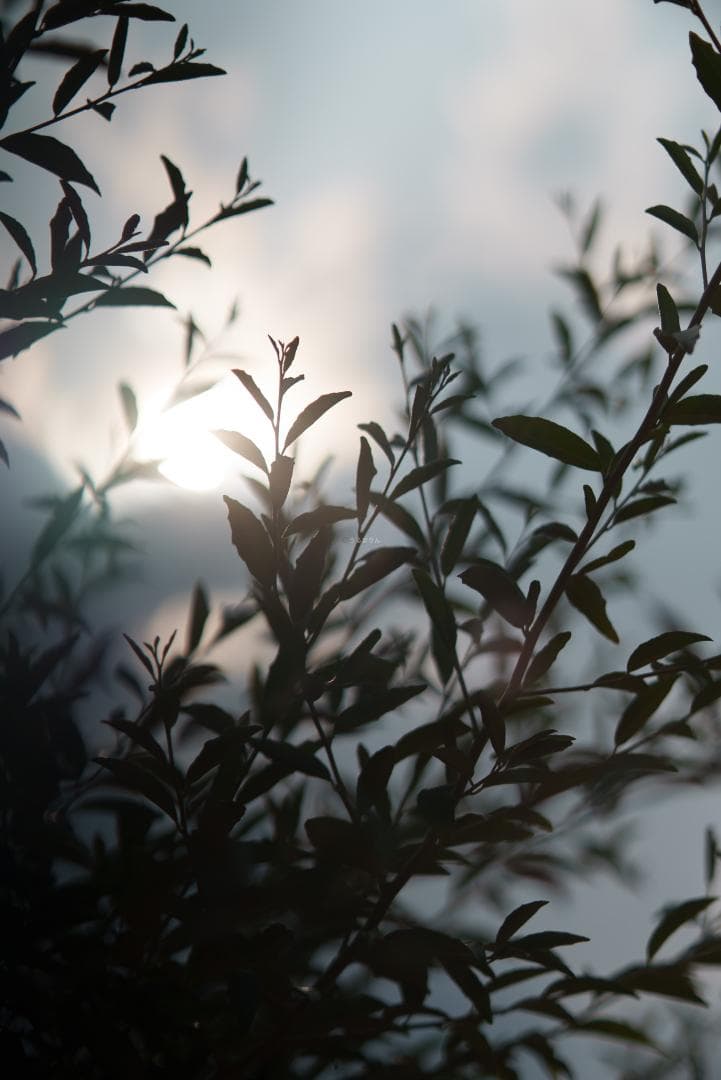 classik様　Leica Elmarit 90mm F2.8オールドレンズ