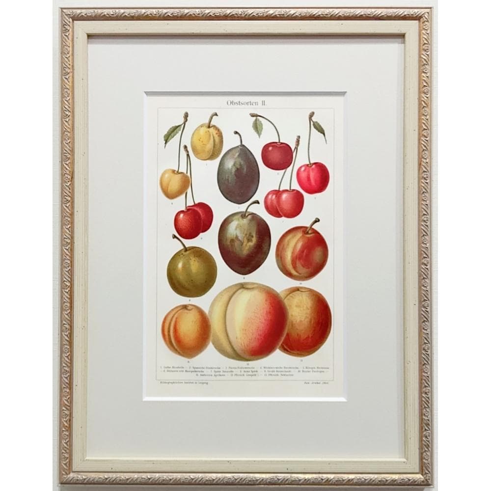 果物の図版　アンティーク　1907年　ドイツ　マイヤー百科事典　リトグラフ　版画