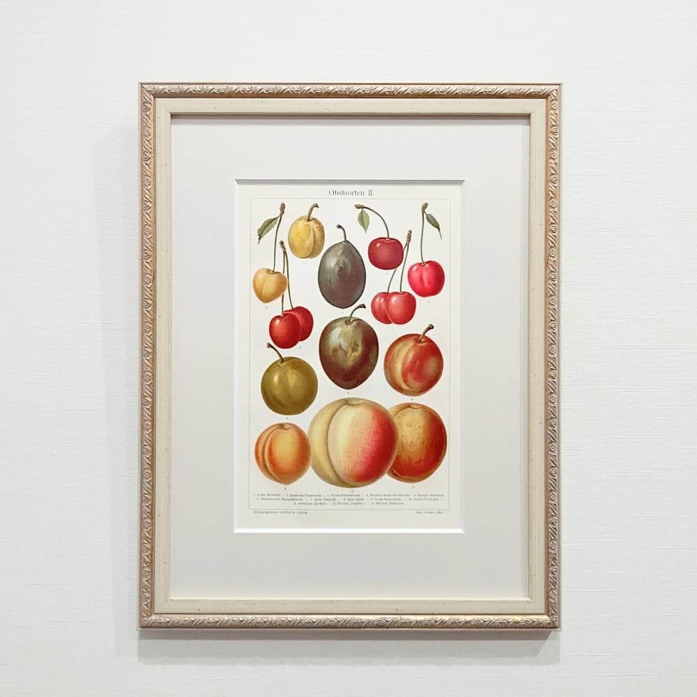 果物の図版　アンティーク　1907年　ドイツ　マイヤー百科事典　リトグラフ　版画