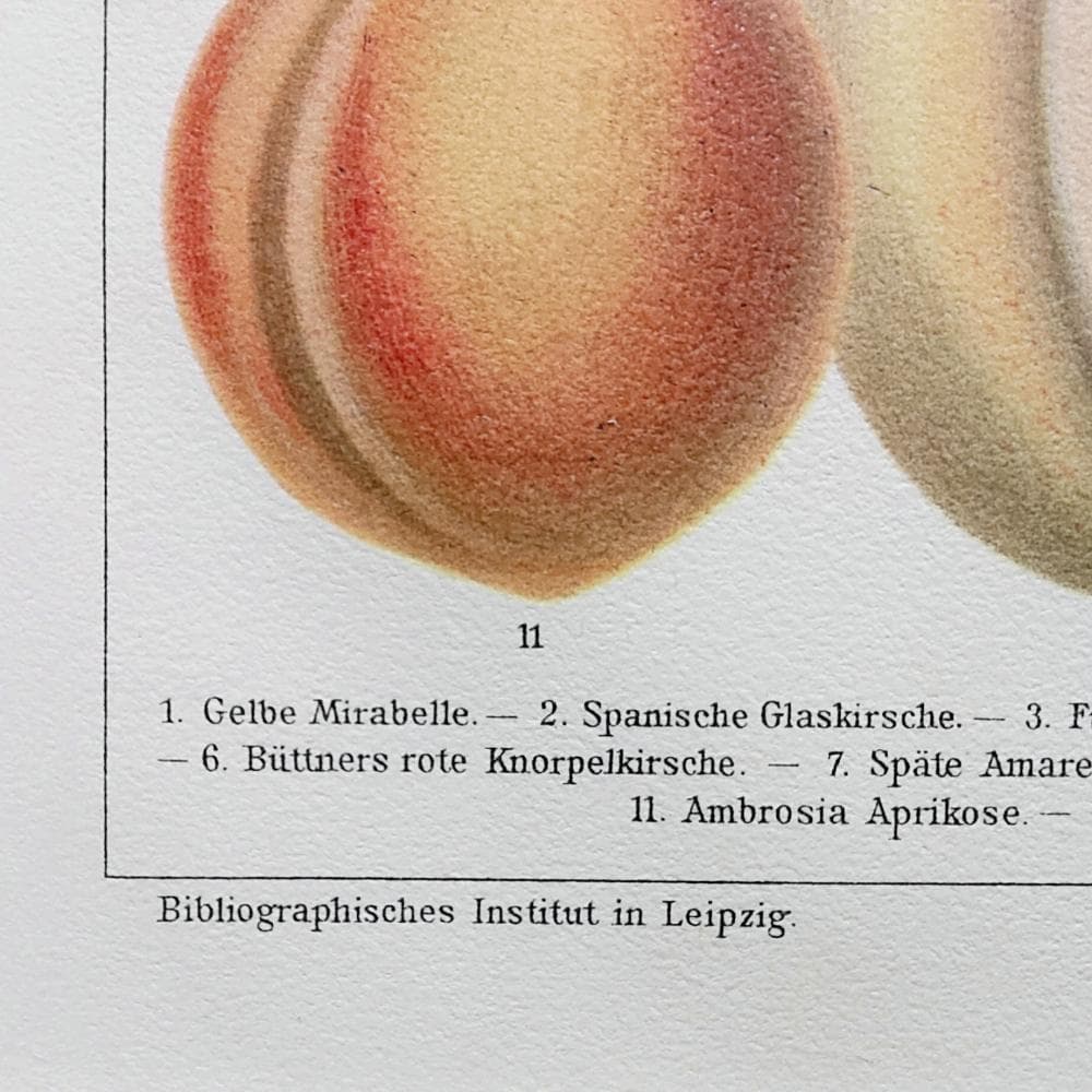 果物の図版　アンティーク　1907年　ドイツ　マイヤー百科事典　リトグラフ　版画
